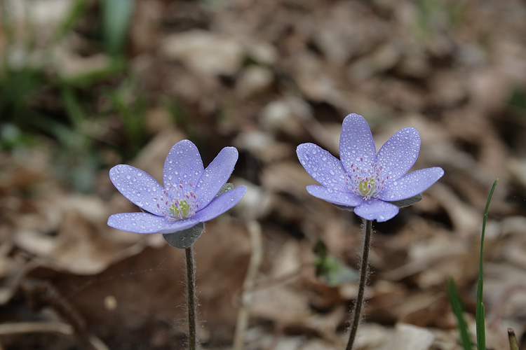 Leberblümchen