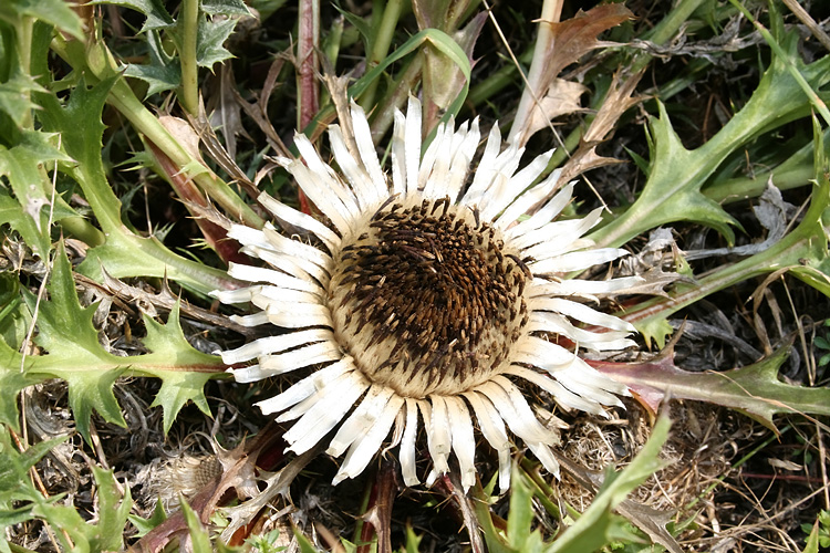 Stängellose Silberdistel