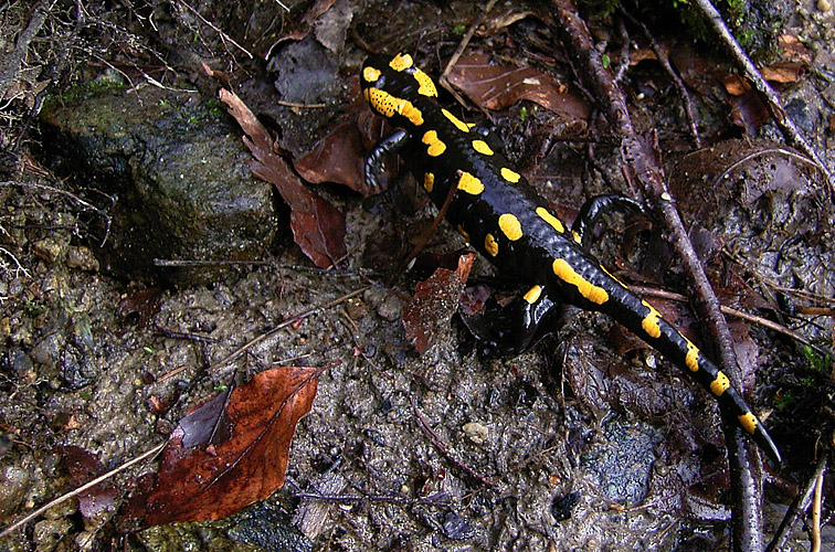 Feuersalamander