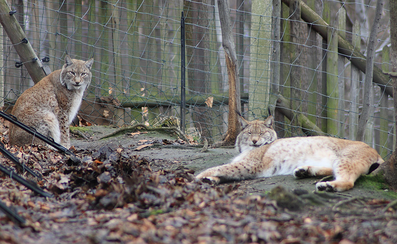 Der Luchs (aufgenommen im Tierpark Zittau)